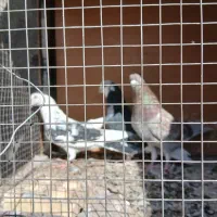 کفتر پرشی تهران|پرنده|رباطکریم, رباطکریم|دیوار