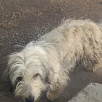 سگ پاکوتاه ماده باردار