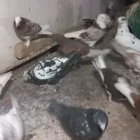 کفتر|پرنده|قم, علی آباد سعدگان|دیوار