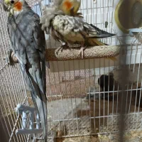 عروس هلندی رام وسخنگو مولد|پرنده|کلاچای, |دیوار