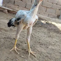 جوجه خروس|حیوانات مزرعه|سلامی, |دیوار