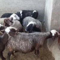 ۸تا میش جوان و سنگین|حیوانات مزرعه|بروجرد, |دیوار