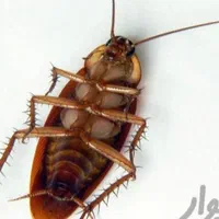 سم پاشی و طعمه گذاری مسموم