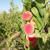 نهالونهالستان شناسه دار گیلاسی|خدمات باغبانی و درختکاری|گلبهار, نوبهار|دیوار