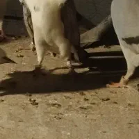 پرشی گرفتنی