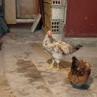 مرغ و خروس جوان