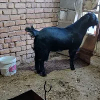 فروش کهره و قوچ