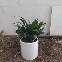 گل و گیاه کامپکت|گل و گیاه طبیعی|اهواز, سیصد دستگاه|دیوار