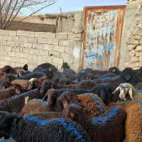 50راس نر داشتی|حیوانات مزرعه|زنجان, |دیوار