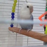 کوتوله برزیلی|پرنده|مهاجران, |دیوار