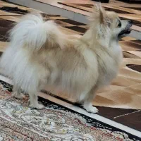 پامر روباهی