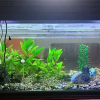 آکواریوم شرکتی شیشه خم، درب دار، سالم و بدون مشکل|ماهی|سنندج, |دیوار