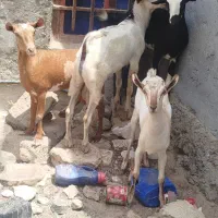 نری و گیسه