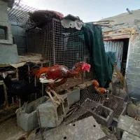 خروس چا بهاری|حیوانات مزرعه|بیکاه, |دیوار