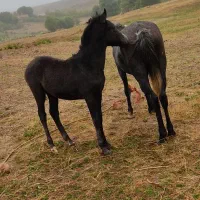 اسب مادیان یورقا|اسب و تجهیزات اسبسواری|سراب, |دیوار