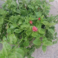 گل یخی|گل و گیاه طبیعی|قوچان, |دیوار