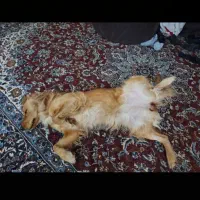 ماده گلدن رتریور|سگ|خضر آباد, |دیوار