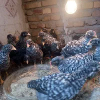 جوجه پیلموت راک