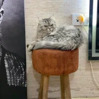 نژاد سیبرین خاص