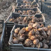 پیاز گل نرگس درجه یک شیرازی