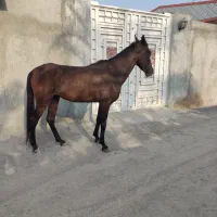 مادیان سه ساله|اسب و تجهیزات اسب‌سواری|میناب, |دیوار