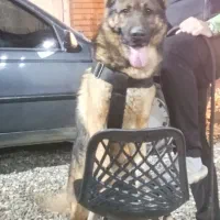 سگ ژرمن گارد