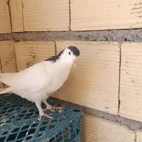 سفید مور کاکلی وگل پنبه