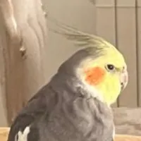 عروس هلندی گمشده