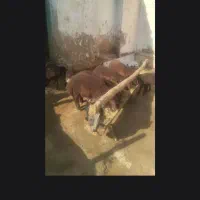 بره پای پروار وزن بین ۳۰ تا ۳۵|حیوانات مزرعه|چناران, |دیوار