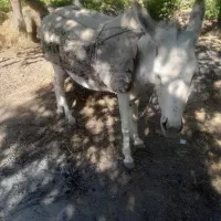 خرگوسفندی|حیوانات مزرعه|بجنورد, |دیوار