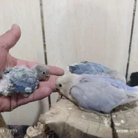 طوطی کوتوله برزیلی|پرنده|شهرضا, |دیوار