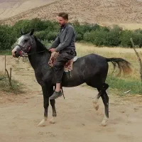 اسب سه سالو نیم کرد