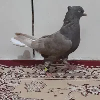 کبوتر