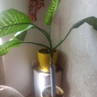 گل طبیعی