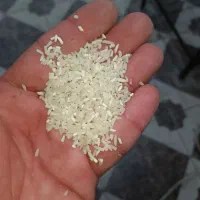 برنج سر لاشه فجر هاشمی درجه ا