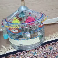 سهره خاکی بخون