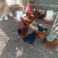 عرضه تخم بوقلمون و مرغ نطفه دار|حیوانات مزرعه|شاهین‌شهر, شهرک میلاد|دیوار