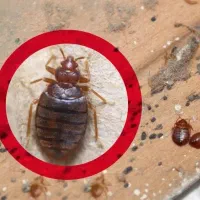 شرکت سمپاشی ایرانیان ثبت 607337