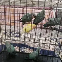 جوجه کوتوله برزیلی