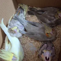 ۵ عدد جوجه عروس هلندی سرلاکی