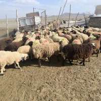 گوسفند زنده با قصابی کاملن رایگان