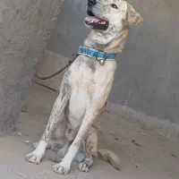 سگ شکاری|سگ|بندرعباس, |دیوار