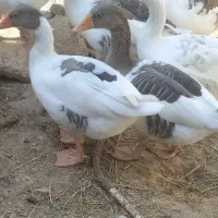 غاز
