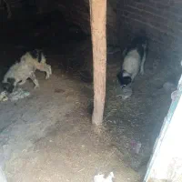 توله سگ قدریجان