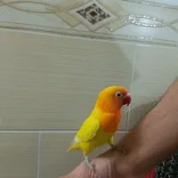 طوطی برزیلی