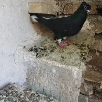 نردم سفید|پرنده|خرم‌آباد, |دیوار