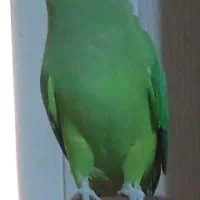 طوطی ملنگو 1ساله