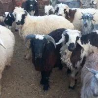 بره کهره دبر چبش|حیوانات مزرعه|پاسارگاد, |دیوار