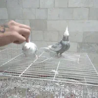 عروس هلندی مولد. گرینچیک