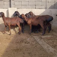 میش چینی قندوزی  ،میش افغانی ،بره قوچ چینی|حیوانات مزرعه|تهران, افسریه|دیوار